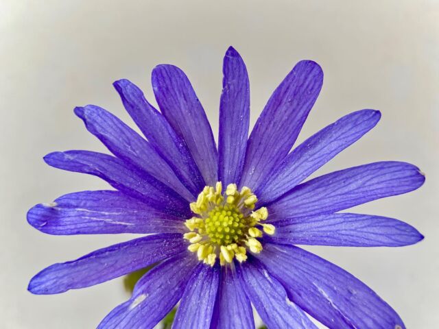Macro world, iPhone photography + focus stacking 
.
.
.
.
.
.
Macro photography with focus stacking. 50 raw images captured with #CameraPixels on iPhone 11 Pro Max,  #olloclip macro 7x over the wide camera, stacked in Helicon Focus‬
.
.
.
.
.
#camerapixels #basicpixels #iosapp #iphonephotography #mobilephotography #shotoniphone #macro #macrophotography #nature #naturephotography #flowers #focusbracketing #focusstacking #heliconfocus  #olloclipmacro #olloclip