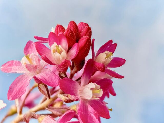 Spring vibes, iPhone photography + focus stacking 
.
.
.
.
.
.
Macro photography with focus stacking. 50 raw images captured with #CameraPixels on iPhone 11 Pro Max,  #olloclip macro 7x over the wide camera, stacked in Helicon Focus‬
.
.
.
.
.
#camerapixels #basicpixels #iosapp #iphonephotography #mobilephotography #shotoniphone #macro #macrophotography #nature #naturephotography #flowers #focusbracketing #focusstacking #heliconfocus  #olloclipmacro #olloclip