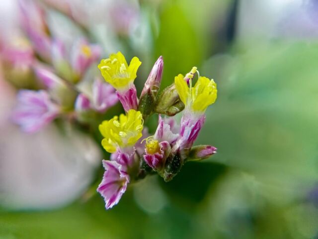 Micro flowers, iPhone photography + focus stacking 
.
.
.
.
.
.
Macro photography with focus stacking. 50 raw images captured with #CameraPixels on iPhone 11 Pro Max,  #olloclip macro 14x over the wide camera, stacked in Helicon Focus‬
.
.
.
.
.
#camerapixels #basicpixels #iosapp #iphonephotography #mobilephotography #shotoniphone #macro #macrophotography #nature #naturephotography #flowers #focusbracketing #focusstacking #heliconfocus  #olloclipmacro #olloclip