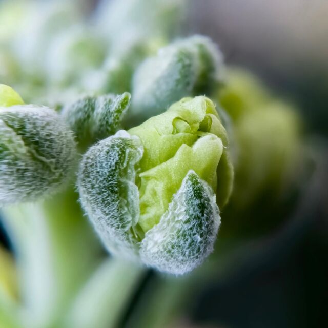 Soon to be a flower, iPhone photography + focus stacking 
.
.
.
.
.
.
Macro photography with focus stacking. 50 raw images captured with #CameraPixels on iPhone 11 Pro Max,  #olloclip macro 14x over the wide camera, stacked in Helicon Focus‬
.
.
.
.
.
#camerapixels #basicpixels #iosapp #iphonephotography #mobilephotography #shotoniphone #macro #macrophotography #nature #naturephotography #flowers #focusbracketing #focusstacking #heliconfocus  #olloclipmacro #olloclip